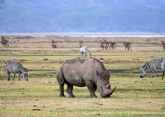 Ngorongoro Crater