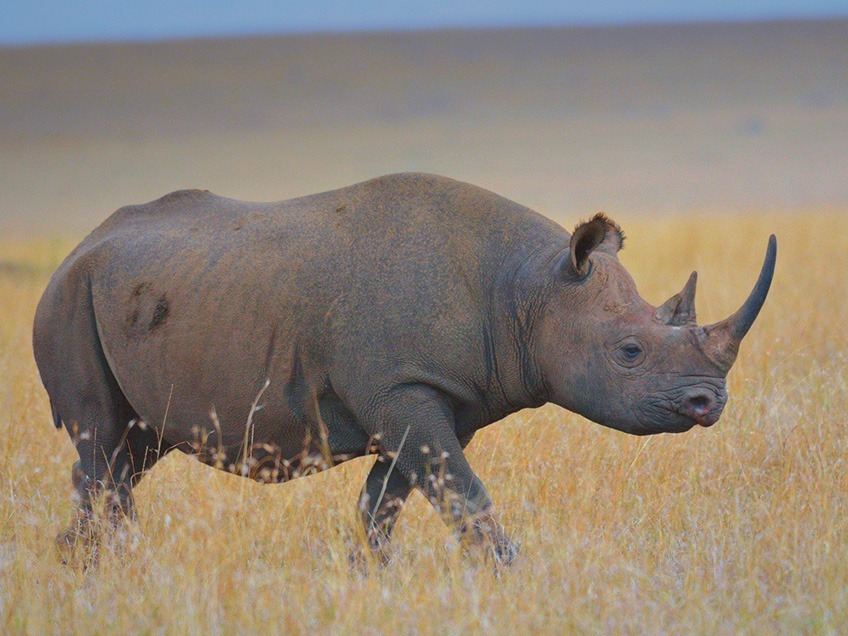 ngorongoro-crater-ngorongoro-conservation-area-tanzania-national-parks-nasikia-camps-game-drives-tours-tanzania-safaris-africa-Black-Rhino