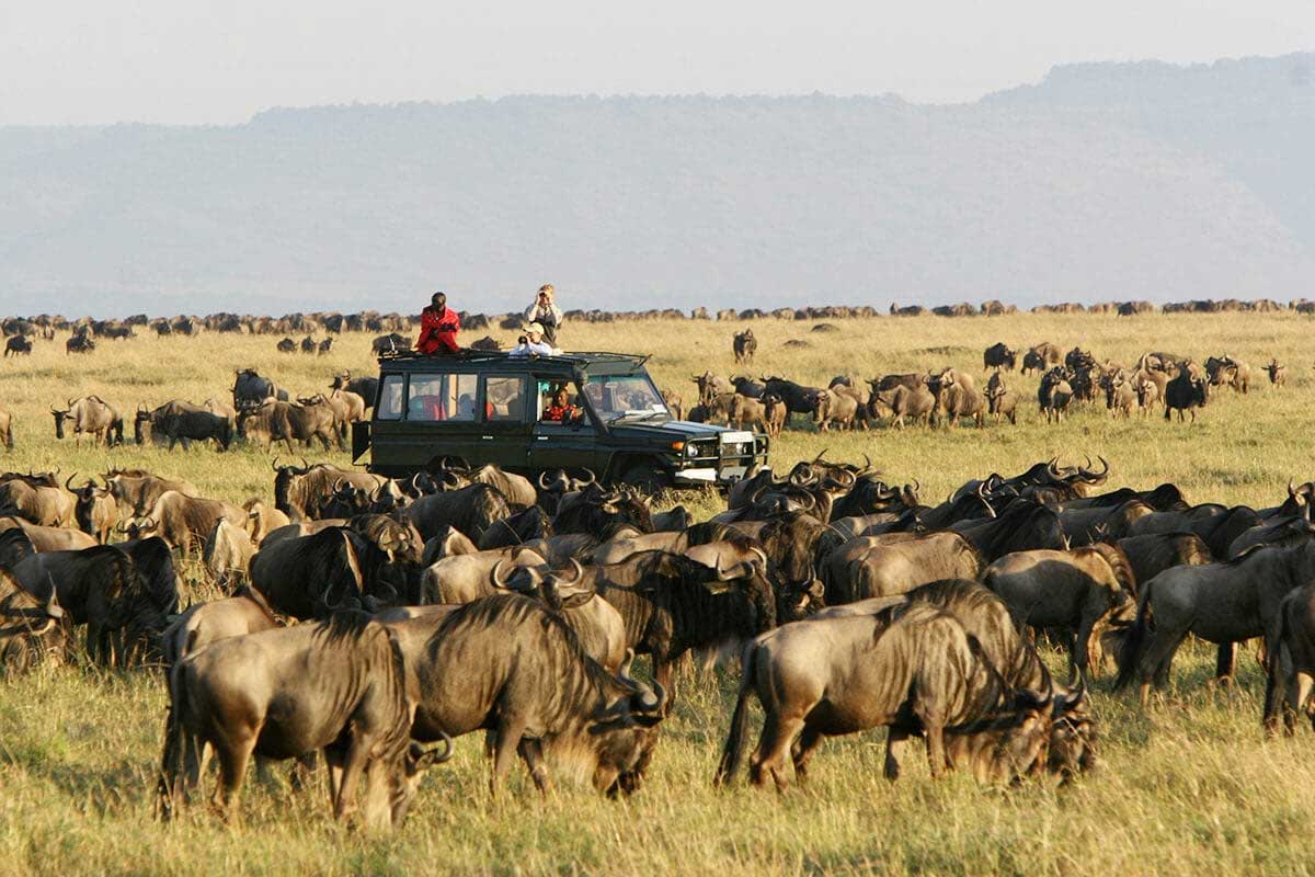 migration safari tours - African Tanzanite Safari