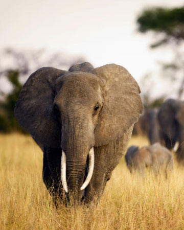 herd-of-elephants-walking-through-tall-grass-2022-06-14-02-04-24-utc