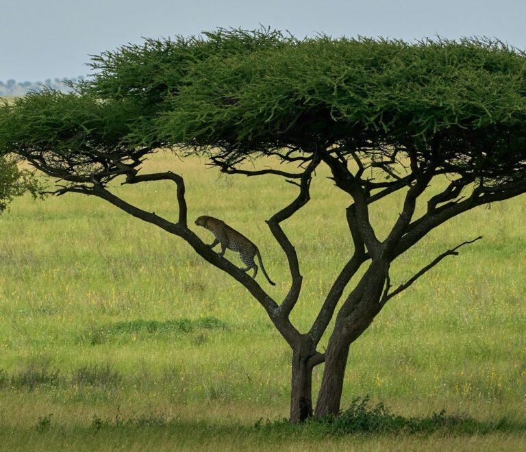 The Green Season in Tanzania: Embracing Nature's Bounty