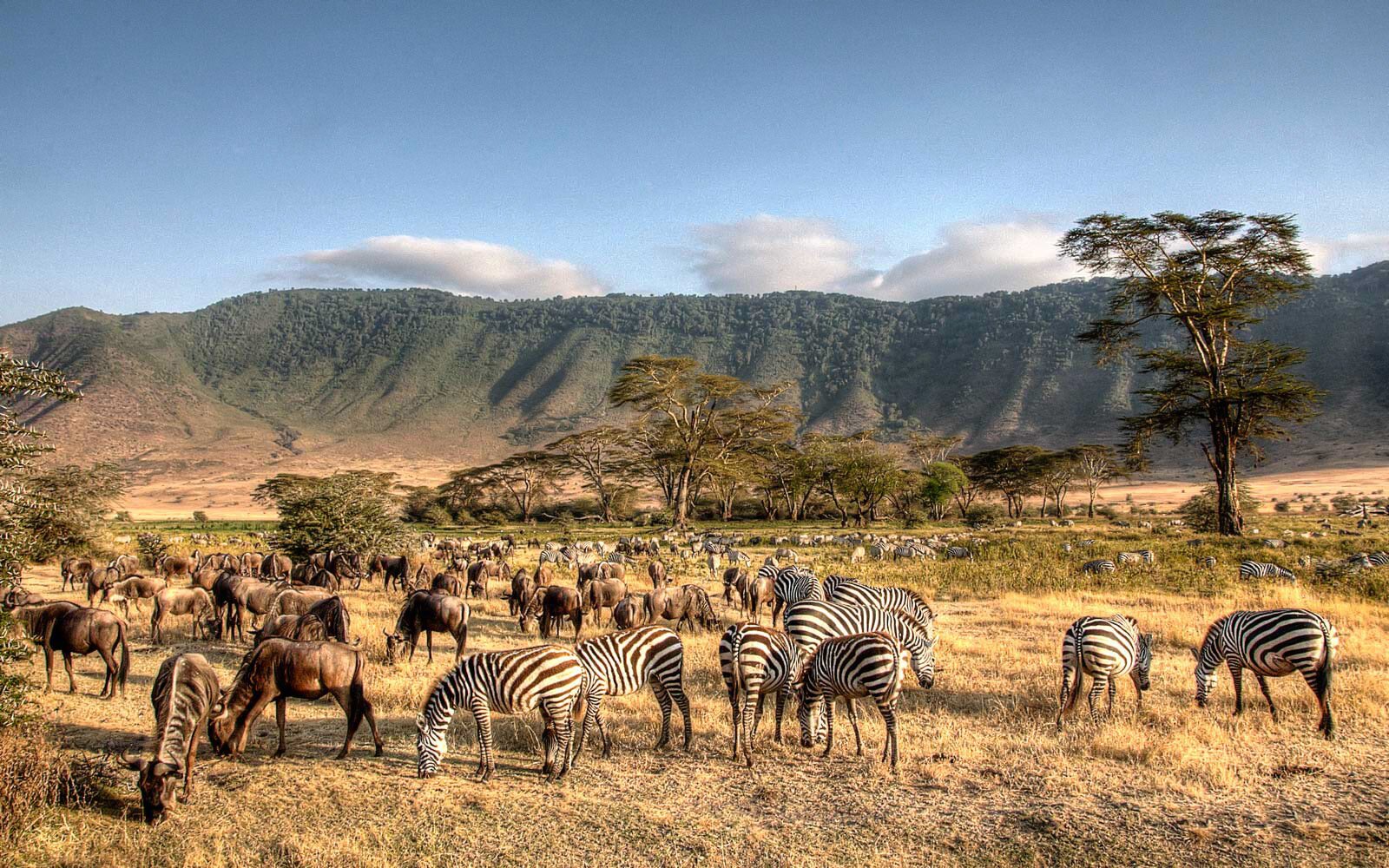 A vibrant scene in Ngorongoro Crater, Tanzania, showing a herd of zebras and wildebeests grazing on dry grass. Rolling mist-clad hills and scattered trees provide a picturesque backdrop under a clear blue sky, making it an ideal destination for mid-range safari Tanzania experiences.