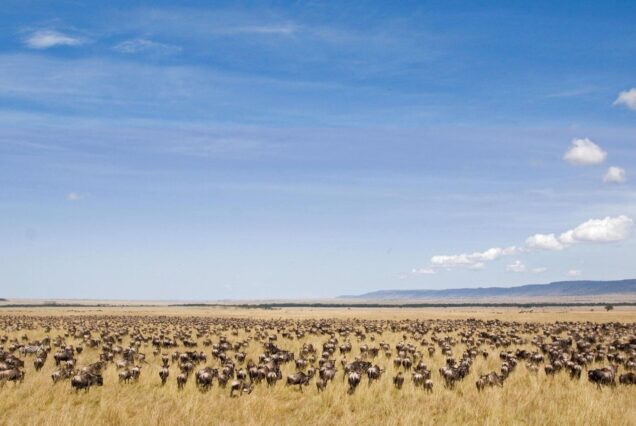 7 Nights Tanzania Safari: Migration and Culture Tour - Tanzania safari migration